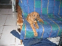 Klicken, um das Bild zu vergrern